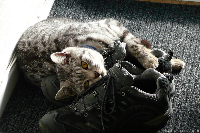 P1010669 Cat playing with trainers